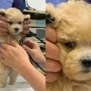 미소 동물병원 이미지