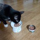 비타릴리스 이미지