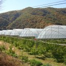 김남석농장 네이버블로그