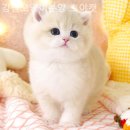 강남고양이분양 호야캣 | 나의 고양이입양은 여기서 강남고양이분양 호야캣 / 반려동물 필요하다면