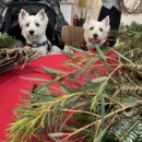 올리라피 이미지