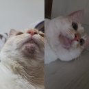 송도 아이본 동물의료센터 이미지