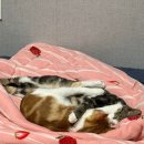 태창가방 이미지