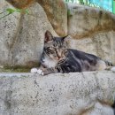 낭만고양이병원 이미지