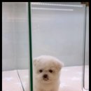 아이러브강아지 이미지