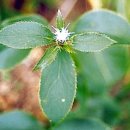 삽주 이미지
