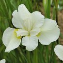 아이리스 이미지