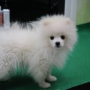 독앤걸즈 이미지