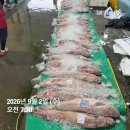 시세대비 강력추천 자연산 숫치민어한마리 몸보신하세요~ 이미지