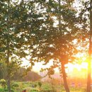 수원농장 | [서울 근교 가을] 붉은 댑싸리 &amp; 은빛 억새 만개! 수원 탑동시민농장 힐링 산책 후기