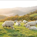 초원목장B 이미지