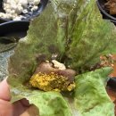 황홀한막창앤뒷고기 | 출산전 먹어야하는 음식, 황홀한 막창 뒷고기 천안청당점 후기