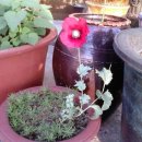 연정(신녕) 이미지