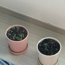 다이소 방울토마토& 방울양배추 씨앗 2종 세트 키우기 후기[25일간의 기록] 🍅 발아율 100% 성공, 웃자람...