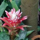 백설공주 아나나스 ＜구즈마니아(Guzmania)＞ 이미지