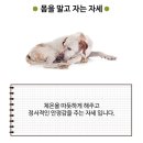 강아지 정보(배변훈련1/자세) 19 이미지