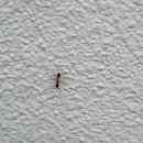 개미똥구멍 이미지