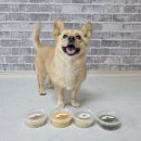 아워댕 | 노견 강아지 죽 아워댕 저당 보양죽