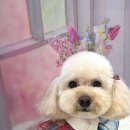 화사하개 이미지