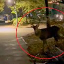 야생사슴농장 이미지