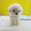 더독스 미니 이미지