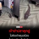 홍수 지역 민가에 들어온 메기 영상이 화제 이미지