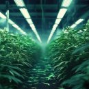 레인전자 이미지