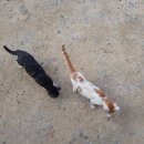 용산-후암-1926 | 용산 후암 남영 청파 폐식용유수거는 더식용유가 폐유수거 해드립니다.