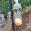 오두막막걸리 이미지