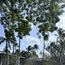 국제사우나헬스 | 태국여행 망고 주는 호텔 추천 트윈팜스푸켓 리조트 해피아워 와인룸 (+핀란드 사우나 후기)