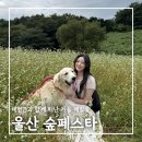 [공지] 울산 숲페스타: 대형견과 함께 떠난 가을 메밀꽃