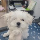 제물포애견 이미지