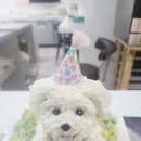 애견식단 이미지