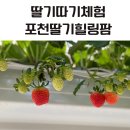정상태농장 | 포천딸기힐링팜 아이와 딸기따기체험 다녀왔어요!