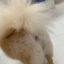 강아지 미용실 이미지
