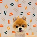 이쁘개왈왈 이미지