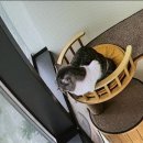 커뮤니캣 고양이 호텔&미용실 | 청라 고양이 호텔 리뷰: 청라 커뮤니캣