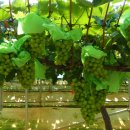 일월성농장 이미지