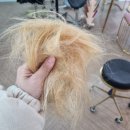 제이엠헤어갤러리 | [금발일기] 흑갈색 후 백금발 후기, 탈색모 관리법 / 금발 머릿결 관리, 뿌리탈색 주기 / 에센스, 샴푸...