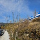 한국압화박물관 | (구례)26년 산동마을 산수유축제_지금출발하세요~♡^^