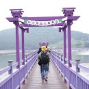 안*제 | 결국 안 갔어요, 신안 퍼플섬 라벤더 축제... 제 솔직 후기