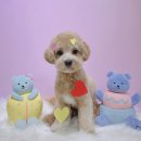 반야시스터 이미지