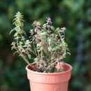 허브 - 중랑구 용마산로79길 30 | 허브