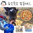 유진농장 | [울산] 울산 유진목장 본치즈어리 피자 만들기 송아지 우유주기 치즈 만들기 유진목장 요거트 유진목장...
