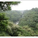 제주 천제연 난대림 이미지