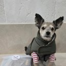 바르다펫 | 바르다펫 강아지 친환경 수제간식 에너칩 솔직후기