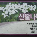 산딸나무 (Cornus kousa) 와 전설 이미지