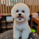 영애견 - 강서구 곰달래로 199 | 영애견