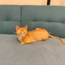 고운피부앤플러스