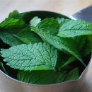 레몬밤(Lemon Balm) / 허브 이미지